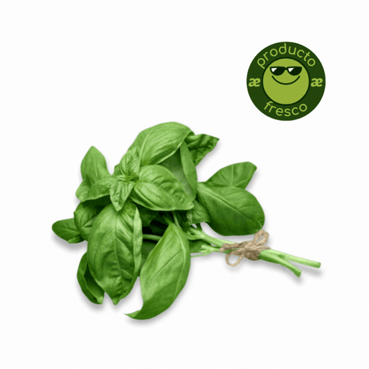 Racimo albahaca fresca
